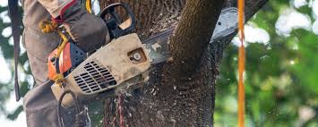 How Our Tree Care Process Works  in  Saint Davids, PA