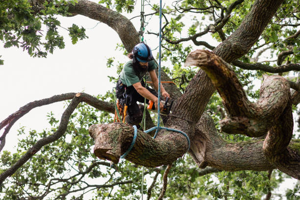 Best Tree Trimming and Pruning  in Saint Davids, PA