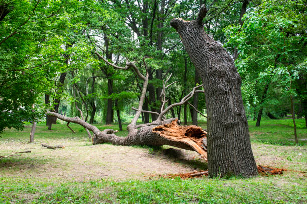 Best Fruit Tree Pruning  in Saint Davids, PA