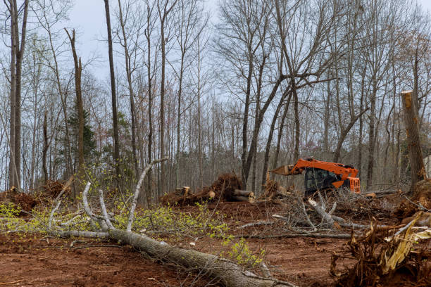 Reliable Saint Davids, PA Tree Care Solutions