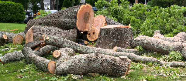 Best Root Management and Removal  in Saint Davids, PA