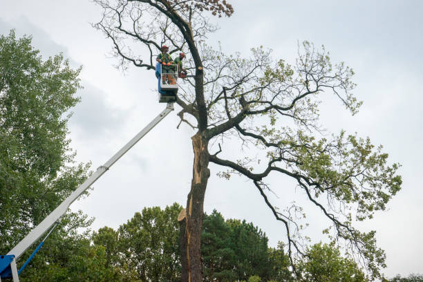 Best Tree Preservation Services  in Saint Davids, PA