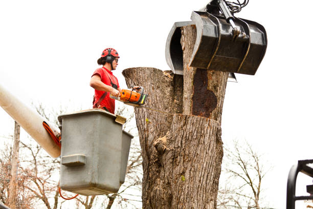 Best Firewood Processing and Delivery  in Saint Davids, PA