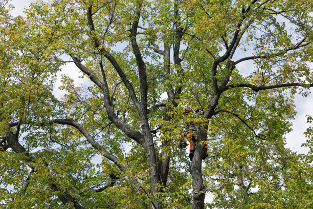 Best Tree Disease Treatment  in Saint Davids, PA
