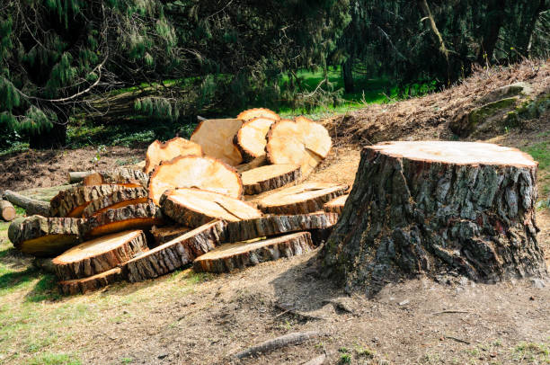 Best Hazardous Tree Removal  in Saint Davids, PA